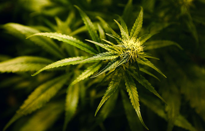 Влияет ли марихуана на гепатит репортер на поли конопли