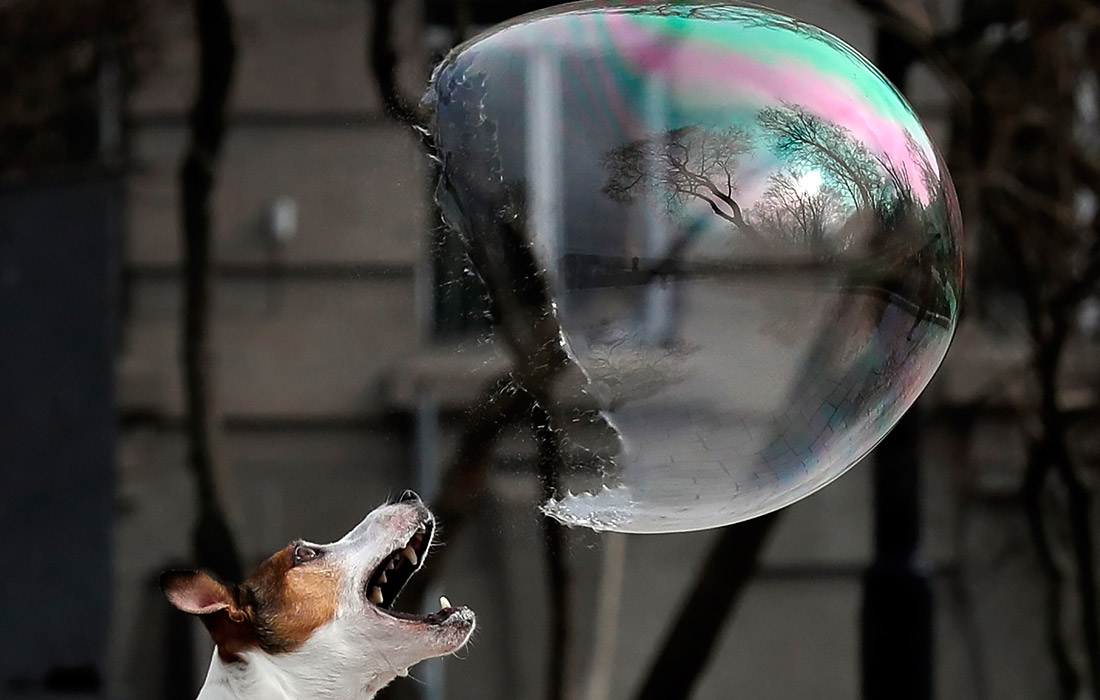 Собака играет с мыльным пузырем в центре Киева