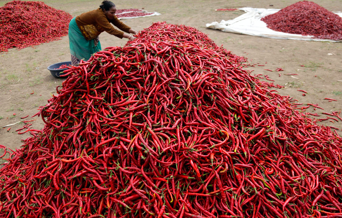 Сбор урожая перца чили в индийском штате Гуджарат