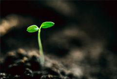 Дачникам разрешили не согласовывать с властями посев импортных семян