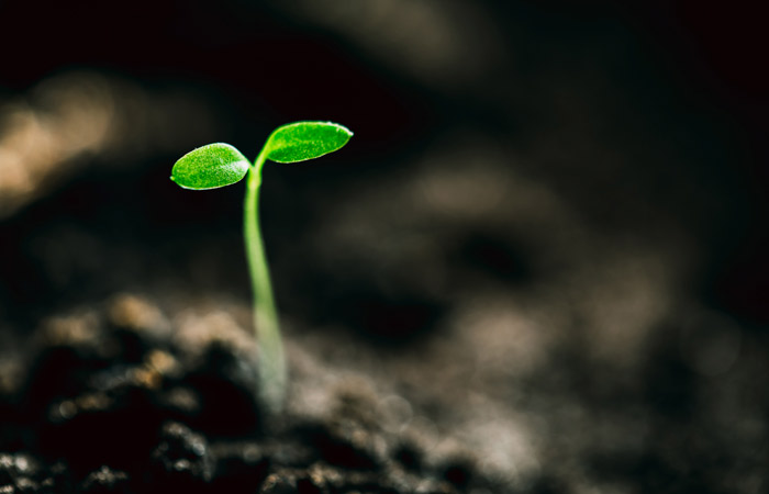 Дачникам разрешили не согласовывать с властями посев импортных семян