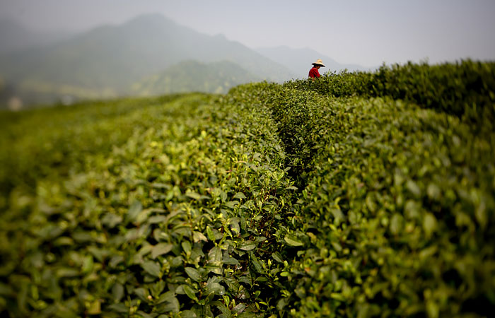 В России перестанут продавать листовой чай Lipton и Brooke Bond