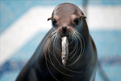 Минкульту и регионам поручено продумать поддержку оказавшимся без средств зоопаркам