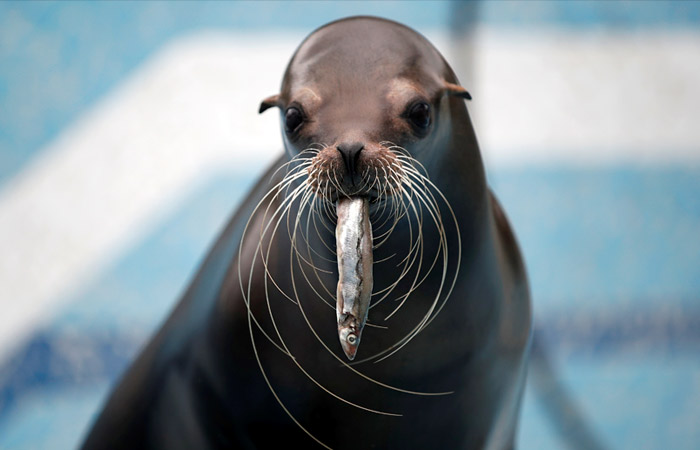 Минкульту и регионам поручено продумать поддержку оказавшимся без средств зоопаркам