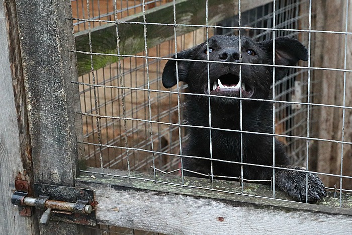 Животных в скандальном приюте Якутска убили удушающим препаратом