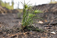 Уральский вуз пожаловался прокурорам на посадку деревьев активистами