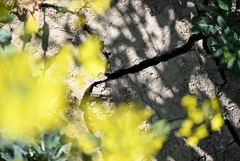 Режим ЧС введут в большинстве районов Алтайского края из-за засухи