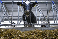 Рынок молока РФ на фоне падения спроса и роста запасов определяет пути развития. Обзор