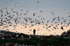 На ликвидацию незаконных свалок в 6 регионах РФ выделят свыше 3,5 млрд рублей