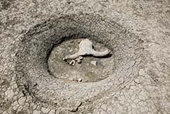 Ученые смоделируют в РФ первое на Земле массовое вымирание животных