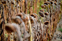 РФ грозит серьезный неурожай подсолнечника