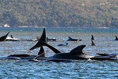 В Австралии начали масштабную операцию по спасению черных дельфинов
