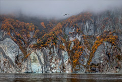 Специалисты заявили о гибели 90% донных организмов в Авачинском заливе