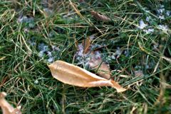 Субботняя ночь в Москве стала самой холодной с начала осени