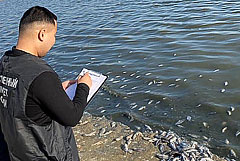 СК занялся проверкой данных о гибели рыбы в калмыцком водохранилище