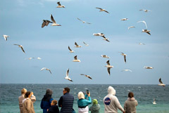 Эксперт сообщил о панике турбизнеса из-за COVID-мер в Крыму на Новый год