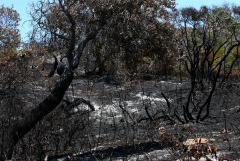 Жителей крупнейшего песчаного острова призвали эвакуироваться из-за пожара