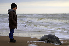 Еще 23 погибших тюленя найдены на побережье Каспийского моря