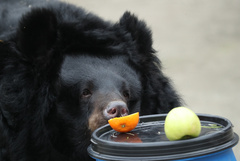 Дом для гималайского медведя-сироты строят в Приморье