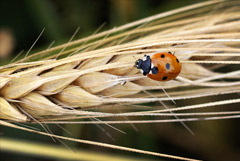 Экспортная пошлина на пшеницу из РФ в рамках квоты составит 25 евро