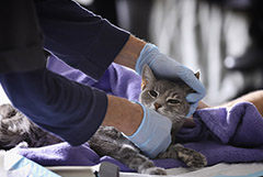 В Мосгордуме предложили запретить ветеринарам удалять кошкам когти