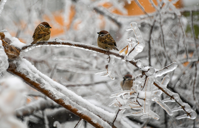 Режим повышенной готовности из-за ледяного дождя ввели в 4 регионах РФ