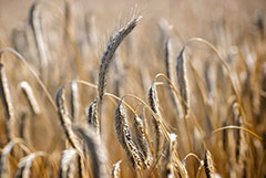 РФ в этом сельхозгоду экспортирует более 37 млн т зерна
