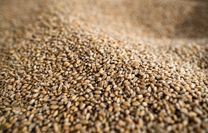 Экспортная пошлина на пшеницу будет взиматься при цене от $200/т