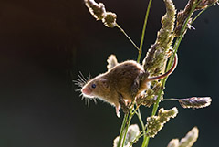 В Крыму в посевах озимых культур стало еще больше мышей