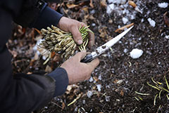 В горах Чечни нашли 14 пропавших сборщиков черемши