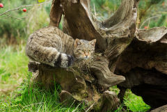 Общественники обратились к Джонсону с открытым письмом о защите природы