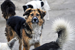 Из Думы отозвали законопроект о праве регионов на усыпление бездомных животных