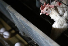 ФАС сообщила о внеплановых проверках крупнейших производителей птицы