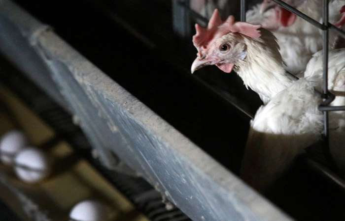 ФАС сообщила о внеплановых проверках крупнейших производителей птицы