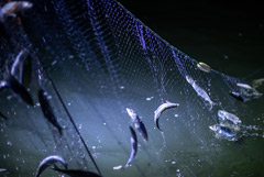 Росрыболовство не поверило предупреждению о сбоях в добыче сардин иваси