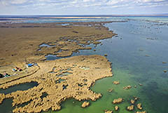 Пеликаны могли погибнуть в Дагестане от столкновения с ЛЭП