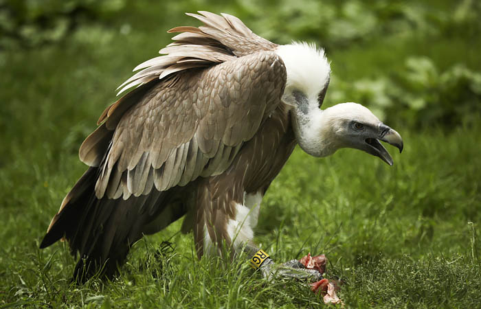 В Московском зоопарке из-за посетителя погиб краснокнижный белоголовый сип