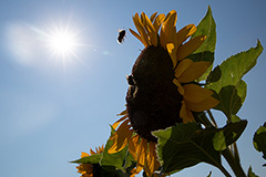 Экспортная пошлина на подсолнечник с 1 июля будет запретительной