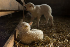 Узбекистан разрешил ввоз казахстанской животноводческой продукции