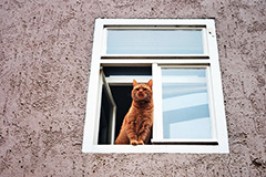 В Думу внесен законопроект об обязательной регистрации собак и кошек