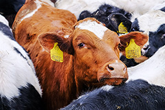 В правительстве отрицают возможность подорожания молока из-за экосбора