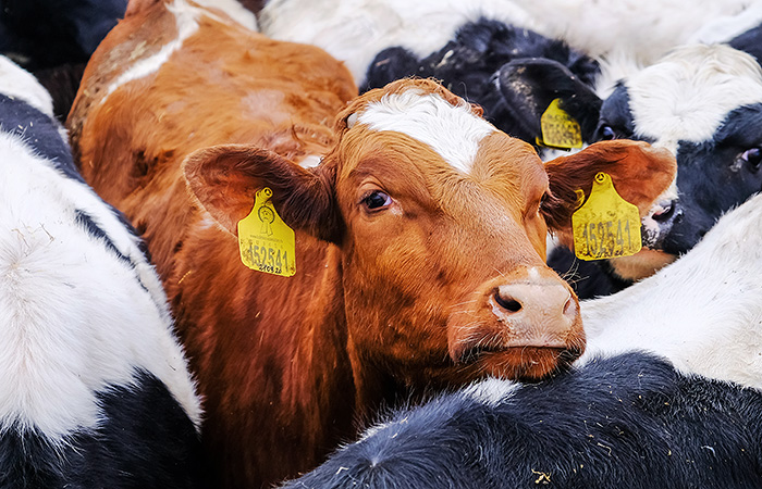 В правительстве отрицают возможность подорожания молока из-за экосбора