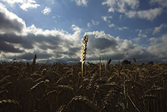 Украина запретит ввоз из России пшеницы, подсолнечного масла и бумаги