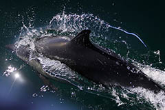В РФ запретят промышленный вылов китов и дельфинов