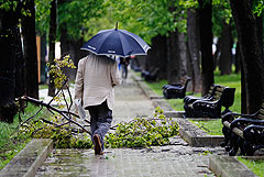 Сильный ветер повалил в Москве более десятка деревьев