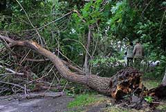 Буря в Петербурге повалила 161 дерево