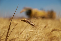 Экспортная пошлина на пшеницу из РФ с 16 июня вырастет до $33,3