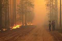 Площадь лесных пожаров в Карелии выросла за сутки почти на треть