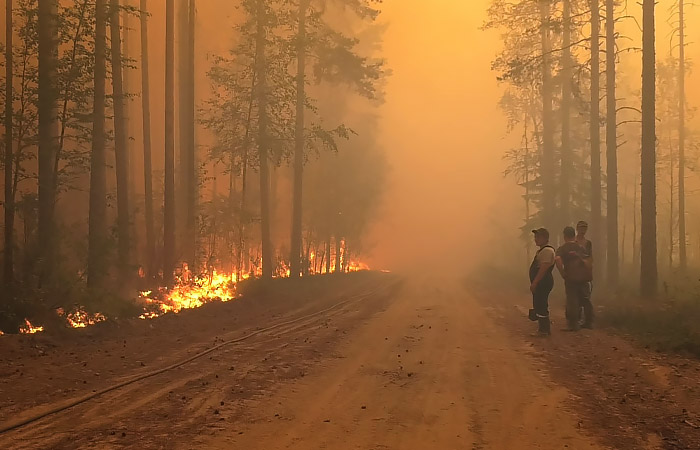 Площадь лесных пожаров в Карелии выросла за сутки почти на треть