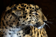 Ученые получили новые данные о численности дальневосточного леопарда